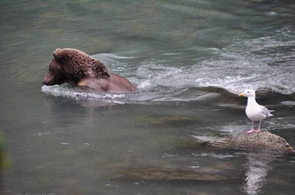Gaivota observa as técnicas de pescador do urso, no rio Chilkat, em Haines, no sudeste do Alaska